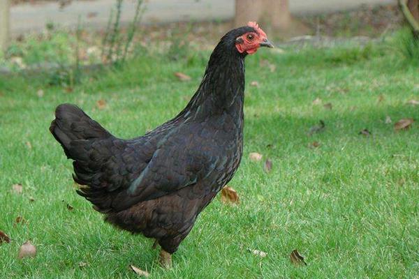 綠殼蛋雞吃什么 土雞好還是綠殼蛋雞好