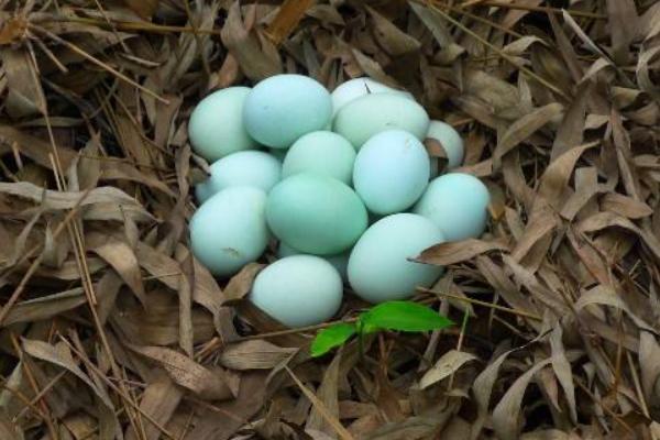 什么雞下綠殼蛋 綠殼蛋與普通蛋的區別是什么