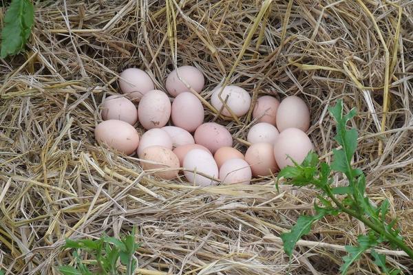 土雞蛋的辨別方法 懷孕吃土雞蛋好嗎