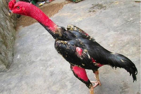 鬼子斗雞市場價格多少錢一只 斗雞喂什么耐打