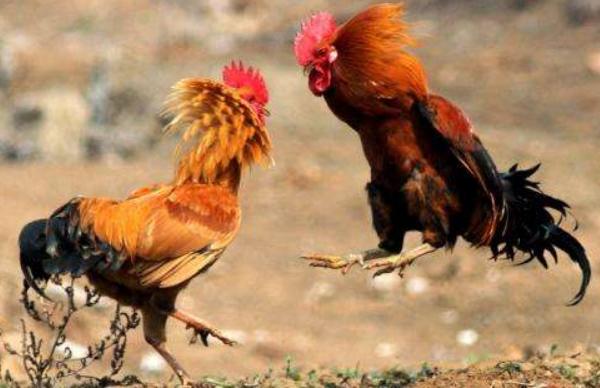 選好斗雞的方法有幾種 斗雞那種腳鱗最好
