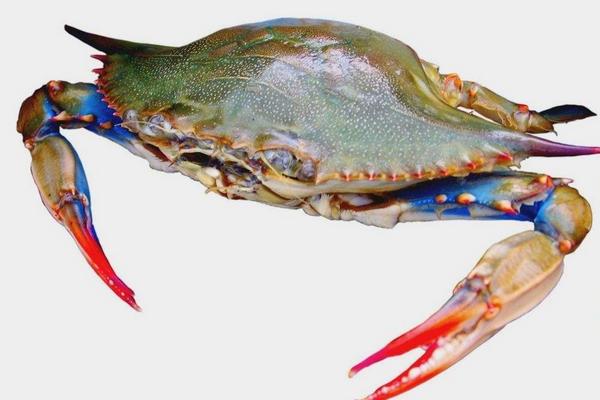 海蟹怎么吃 孕婦能吃海蟹嗎