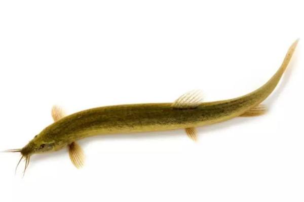 吃泥鰍需要去內臟嗎 泥鰍有什么功效與作用