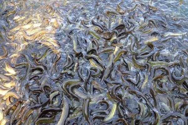 大棚養殖泥鰍技術 溫室大棚怎么養泥鰍