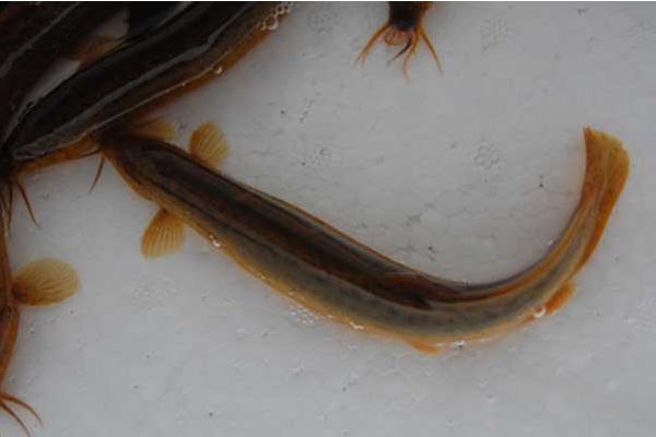 泥鰍好養嗎 家庭怎樣養殖泥鰍