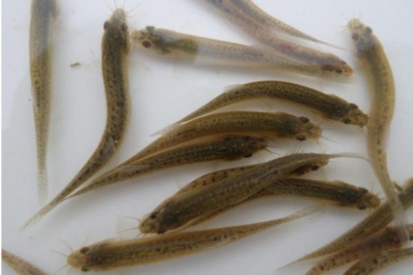 泥鰍苗在哪里買 泥鰍苗吃什么