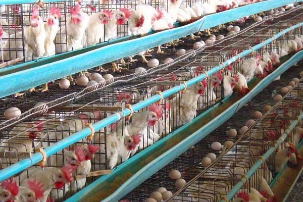 蛋雞吃什么下蛋多 蛋雞一天能下幾個蛋