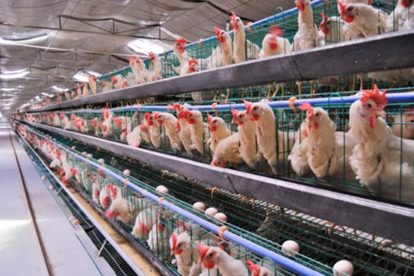 蛋雞吃什么下蛋多 蛋雞一天能下幾個蛋