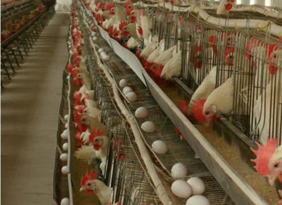 蛋雞吃什么下蛋多 蛋雞一天能下幾個蛋