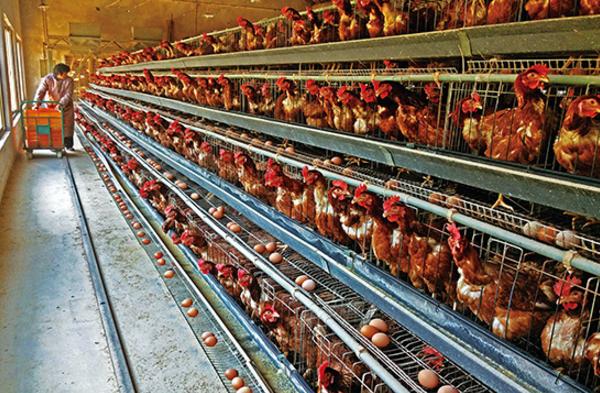 蛋雞吃什么下蛋多 蛋雞一天能下幾個蛋