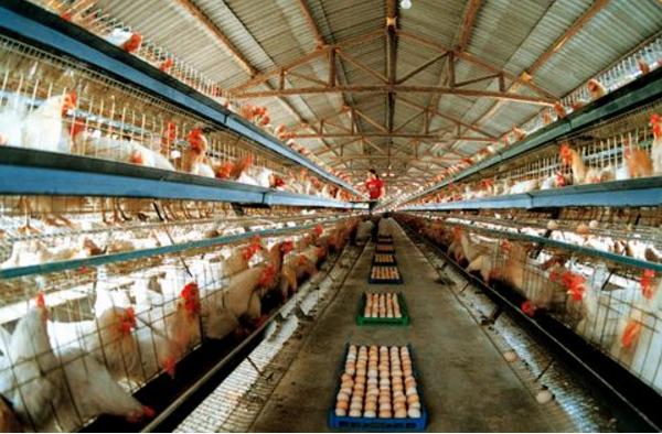 蛋雞吃什么下蛋多 蛋雞一天能下幾個蛋