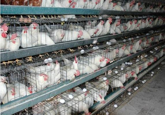 蛋雞吃什么下蛋多 蛋雞一天能下幾個蛋