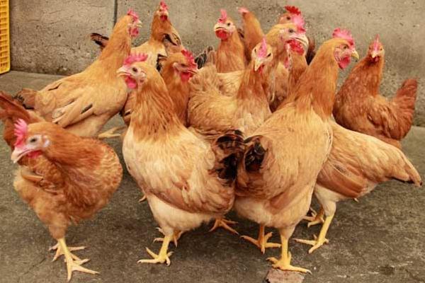 蛋雞怎么做好吃又簡(jiǎn)單 蛋雞家常做法大全