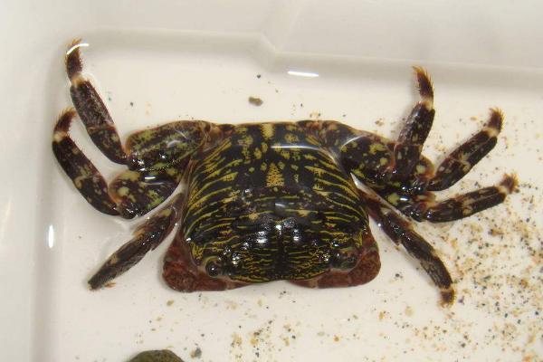 活螃蟹怎么殺 活螃蟹怎么保存