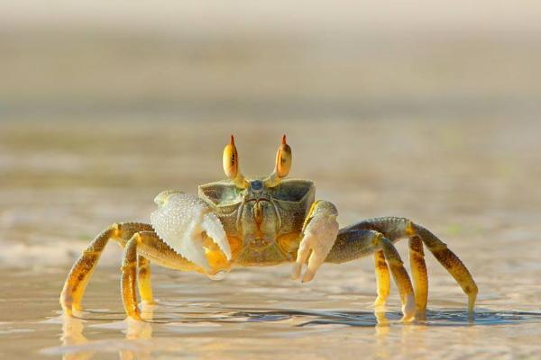 活螃蟹怎么殺 活螃蟹怎么保存