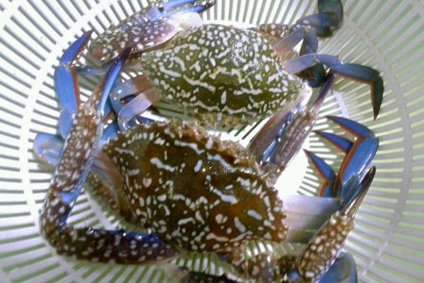 活螃蟹怎么殺 活螃蟹怎么保存