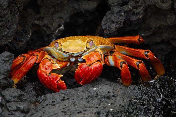 海蟹怎么做好吃又簡單 海蟹的家常做法大全