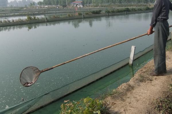 一畝地能養(yǎng)多少泥鰍 養(yǎng)一畝泥鰍能掙多少錢