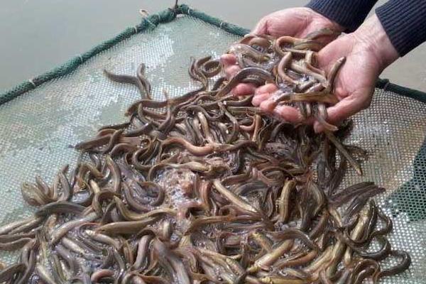 一畝地能養(yǎng)多少泥鰍 養(yǎng)一畝泥鰍能掙多少錢