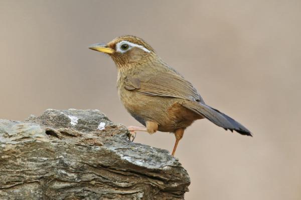 畫眉鳥膽量大小的識別方法 畫眉鳥怎么養才不怕人