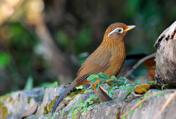 畫眉鳥膽量大小的識別方法 畫眉鳥怎么養才不怕人