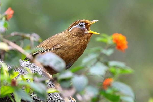 畫眉鳥膽量大小的識別方法 畫眉鳥怎么養才不怕人