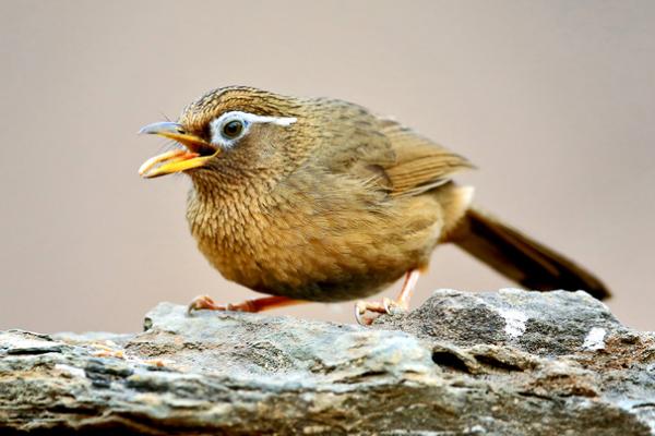 畫眉鳥膽量大小的識別方法 畫眉鳥怎么養才不怕人