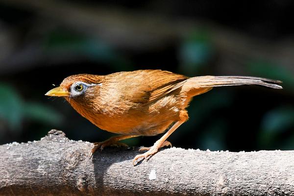 畫眉鳥膽量大小的識別方法 畫眉鳥怎么養才不怕人