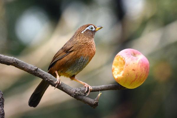 如何挑選上等畫眉鳥 畫眉鳥仰頭最快治療法