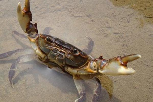 螃蟹怎么殺 螃蟹怎么洗干凈