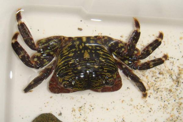 螃蟹怎么殺 螃蟹怎么洗干凈