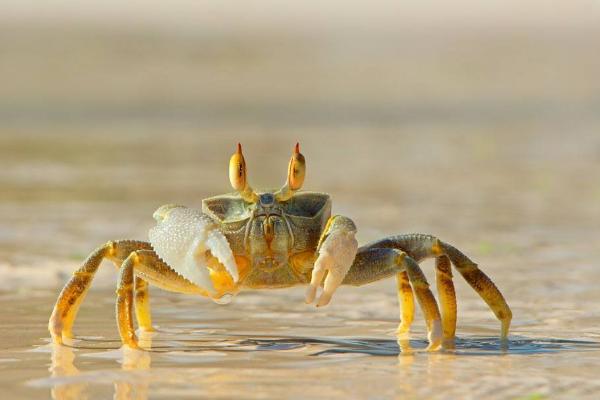 螃蟹怎么殺 螃蟹怎么洗干凈