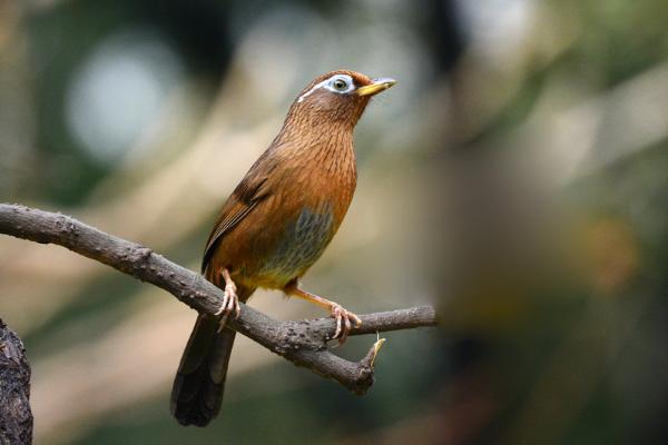如何挑選上等畫眉鳥 畫眉鳥仰頭最快治療法