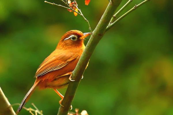 如何挑選上等畫眉鳥 畫眉鳥仰頭最快治療法