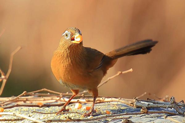如何挑選上等畫眉鳥 畫眉鳥仰頭最快治療法