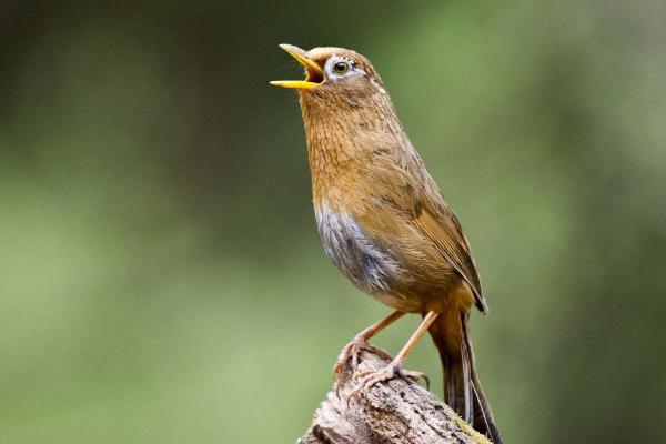如何挑選上等畫眉鳥 畫眉鳥仰頭最快治療法