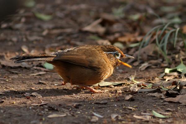 如何挑選上等畫眉鳥 畫眉鳥仰頭最快治療法