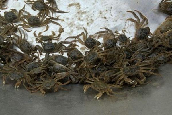 小蟹苗吃什么 蟹苗怎么養(yǎng)