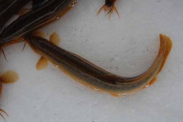 泥鰍和什么魚混養好 養泥鰍要多深水才合適