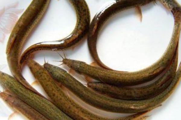 泥鰍和什么魚混養(yǎng)好 養(yǎng)泥鰍要多深水才合適