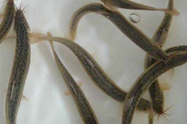 泥鰍和什么魚混養(yǎng)好 養(yǎng)泥鰍要多深水才合適