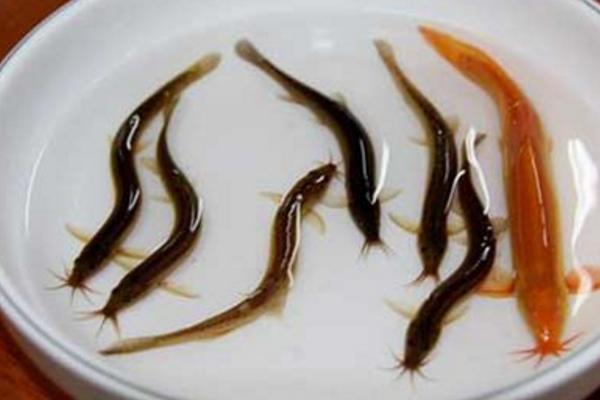 泥鰍和什么魚混養(yǎng)好 養(yǎng)泥鰍要多深水才合適