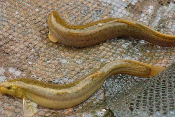 泥鰍和什么魚混養(yǎng)好 養(yǎng)泥鰍要多深水才合適