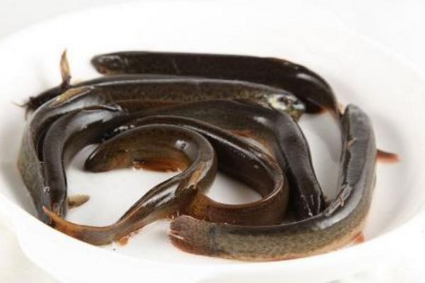 泥鰍和什么魚混養(yǎng)好 養(yǎng)泥鰍要多深水才合適