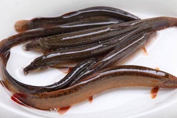 野生泥鰍和養殖泥鰍的區別是什么 泥鰍的養殖前景