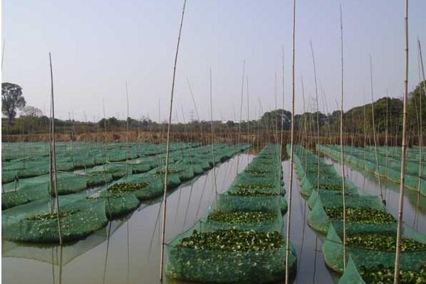 一畝地能養(yǎng)多少泥鰍 養(yǎng)一畝泥鰍能掙多少錢