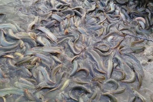 一畝地能養(yǎng)多少泥鰍 養(yǎng)一畝泥鰍能掙多少錢