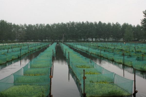 一畝地能養(yǎng)多少泥鰍 養(yǎng)一畝泥鰍能掙多少錢