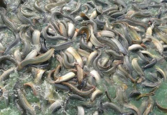 一畝地能養(yǎng)多少泥鰍 養(yǎng)一畝泥鰍能掙多少錢