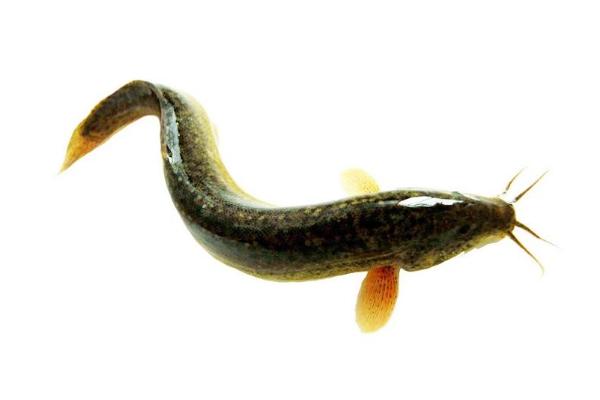 野生泥鰍和養殖泥鰍的區別是什么 泥鰍的養殖前景